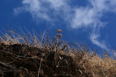 Kalanchoe bhidei, photographed by S.MORE