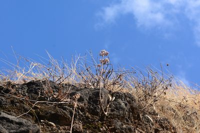 Kalanchoe bhidei, photographed by S.MORE