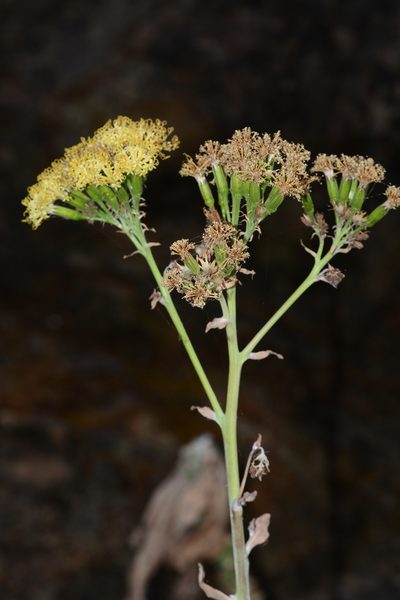 Kleinia grandiflora, photographed by S.MORE