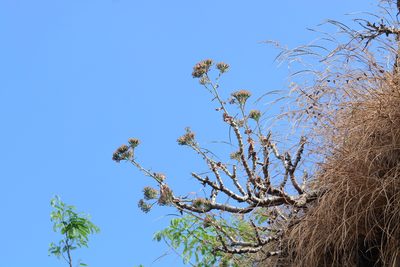 Kleinia grandiflora, photographed by S.MORE