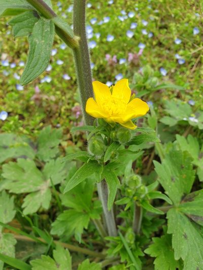 Ranunculus constantinopolitanus, photographed by Алена Ручка