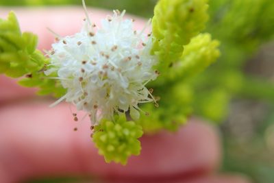 Agathosma collina, photographed by Peter Warren