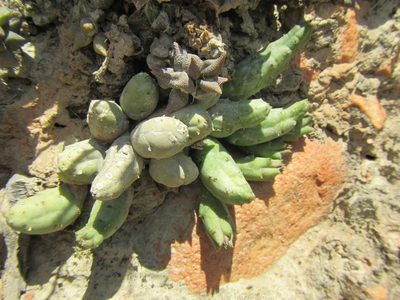 Piaranthus geminatus, photographed by douglaseustonbrown