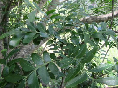 Ptaeroxylon obliquum, photographed by douglaseustonbrown