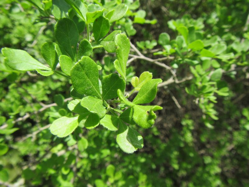 Searsia refracta, photographed by douglaseustonbrown