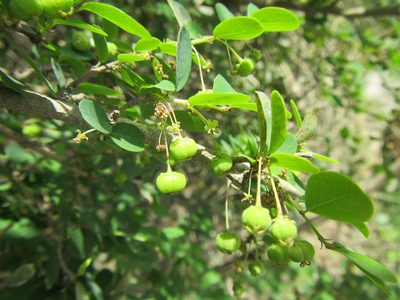 Flueggea verrucosa, photographed by douglaseustonbrown