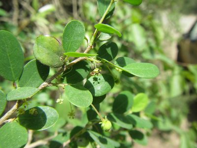 Flueggea verrucosa, photographed by douglaseustonbrown
