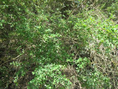 Flueggea verrucosa, photographed by douglaseustonbrown