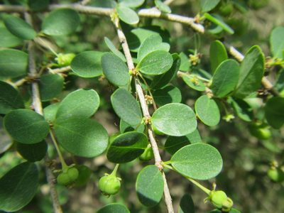 Flueggea verrucosa, photographed by douglaseustonbrown