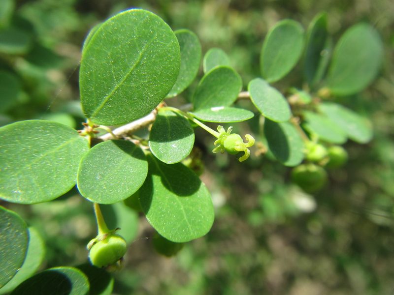 Flueggea verrucosa, photographed by douglaseustonbrown