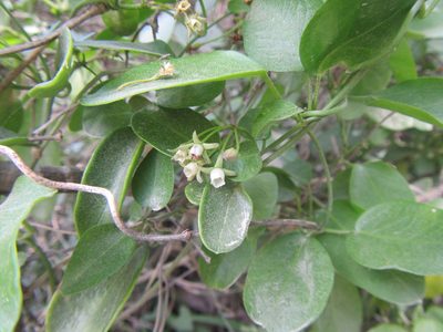 Cynanchum ellipticum, photographed by douglaseustonbrown