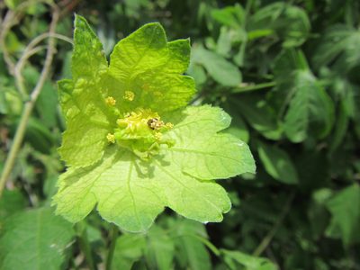 Dalechampia capensis, photographed by douglaseustonbrown