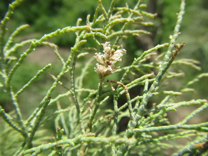 Tamarix usneoides, photographed by douglaseustonbrown