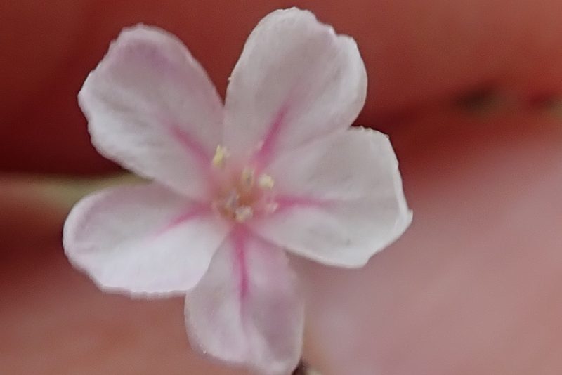 Limonium anthericoides, photographed by Peter Warren