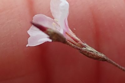 Limonium anthericoides, photographed by Peter Warren