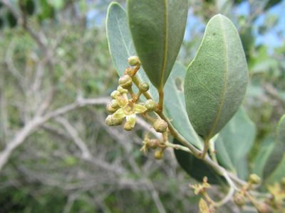 Rhoicissus kougabergensis, photographed by douglaseustonbrown