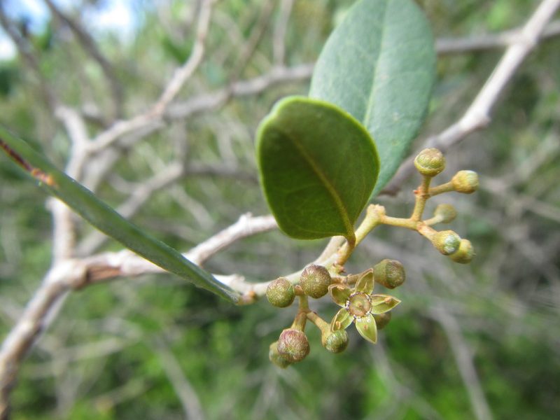 Rhoicissus kougabergensis, photographed by douglaseustonbrown