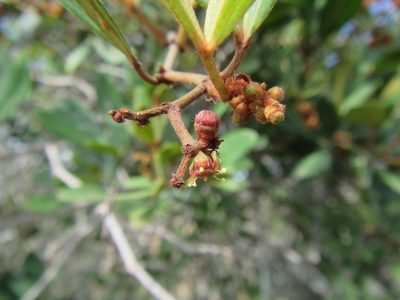 Rhoicissus digitata, photographed by douglaseustonbrown