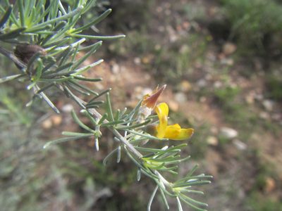 Aspalathus nivea, photographed by douglaseustonbrown