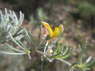 Aspalathus nivea, photographed by douglaseustonbrown