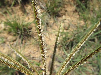 Eustachys paspaloides, photographed by douglaseustonbrown