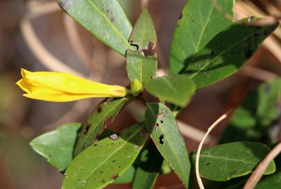 Gelsemium rankinii, photographed by Lauren McLaurin