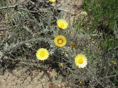Helichrysum herbaceum, photographed by douglaseustonbrown
