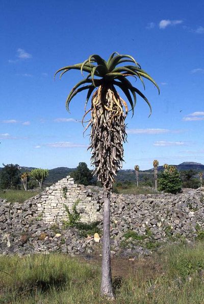 Aloe excelsa, photographed by Simon Tonge