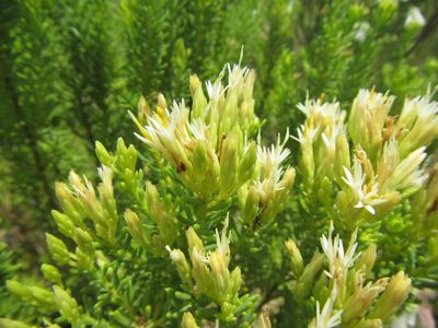 Pteronia teretifolia, photographed by douglaseustonbrown
