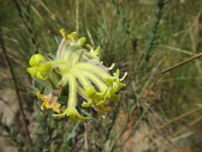 Lasiosiphon anthylloides, photographed by douglaseustonbrown