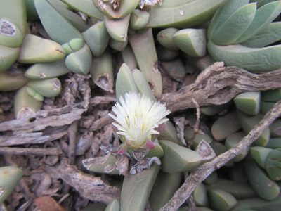 Corpuscularia lehmannii, photographed by douglaseustonbrown