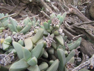 Corpuscularia lehmannii, photographed by douglaseustonbrown