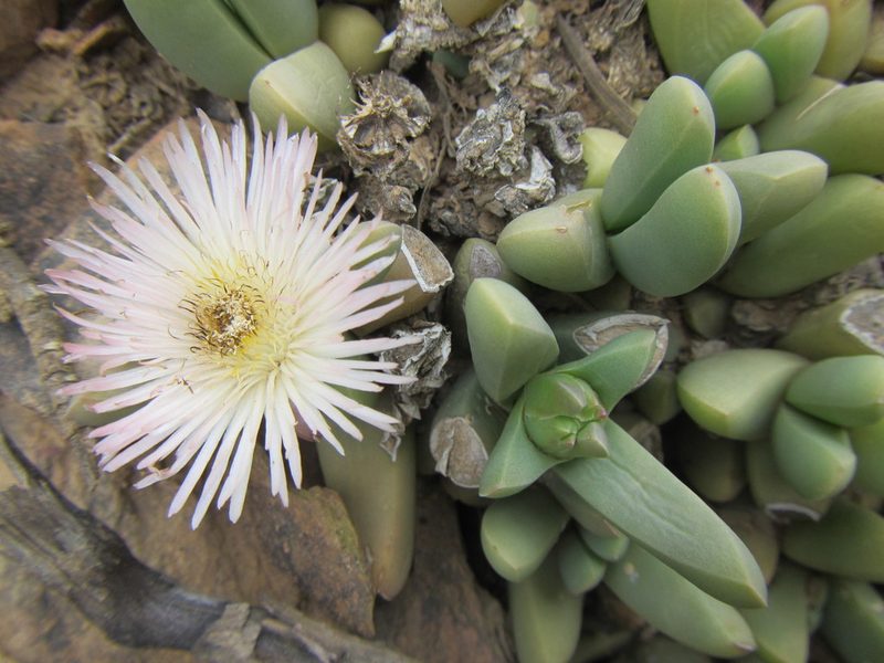 Corpuscularia lehmannii, photographed by douglaseustonbrown
