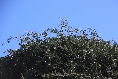 Capparis tomentosa, photographed by Tony Rebelo