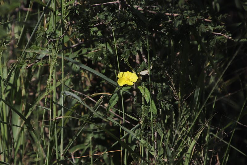 Melhania prostrata, photographed by Tony Rebelo