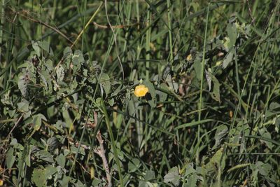 Abutilon austroafricanum