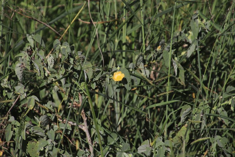 Abutilon austroafricanum, photographed by Tony Rebelo