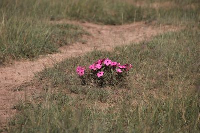 Adenium swazicum, photographed by Tony Rebelo