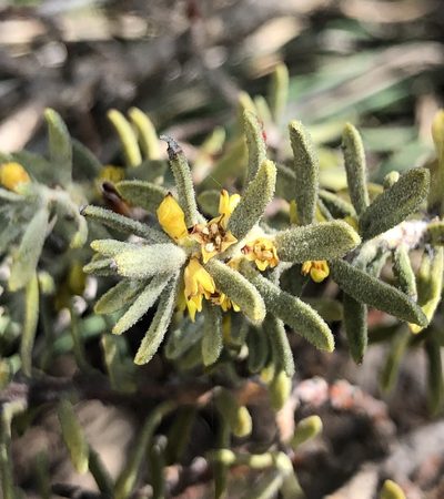 Thymelaea tinctoria, photographed by peresol