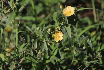 Abutilon austroafricanum, photographed by Tony Rebelo