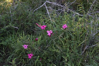 Adenium swazicum, photographed by Tony Rebelo