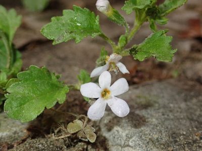Chaenostoma cordatum, photographed by Alexis Tinker-Tsavalas
