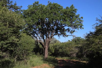 Spirostachys africana, photographed by Tony Rebelo