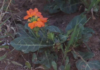 Crossandra fruticulosa, photographed by Tony Rebelo