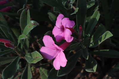 Adenium swazicum, photographed by Tony Rebelo
