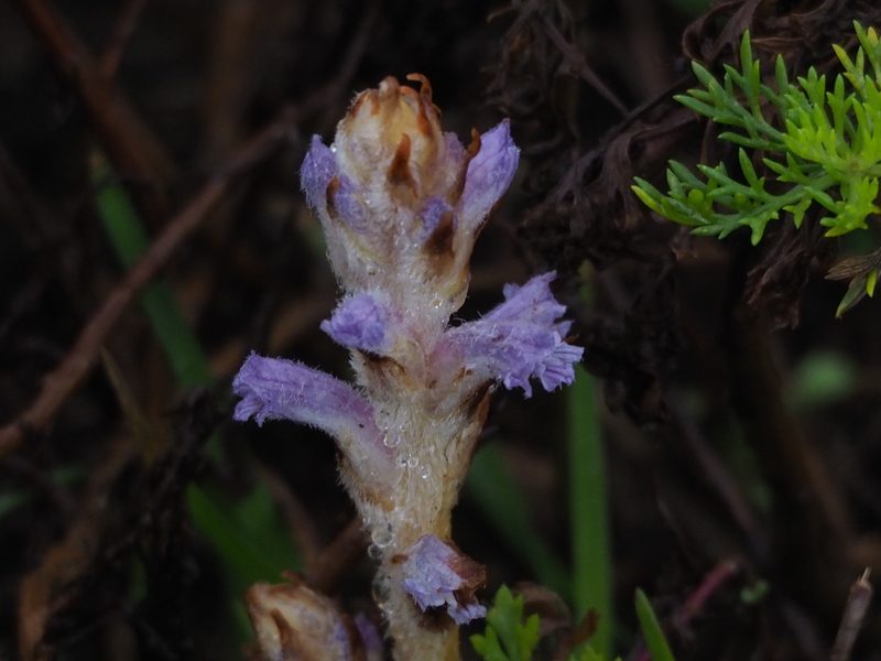 Orobanche coerulescens, photographed by 葉子