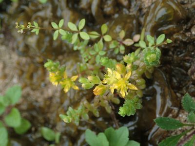 Sedum sasakii, photographed by 葉子