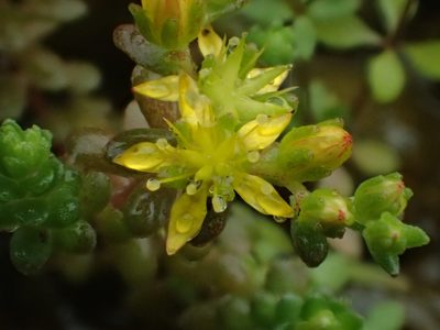 Sedum sasakii, photographed by 葉子