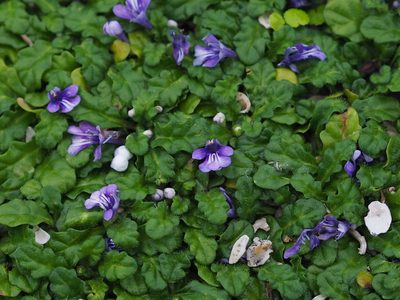 Ajuga pygmaea, photographed by 葉子
