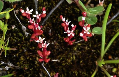 Sedum microcarpum, photographed by desertnaturalist